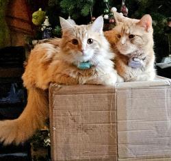 Lost Male Cat last seen Lake Pueblo and Yucca flts campground, Pueblo, CO 81007