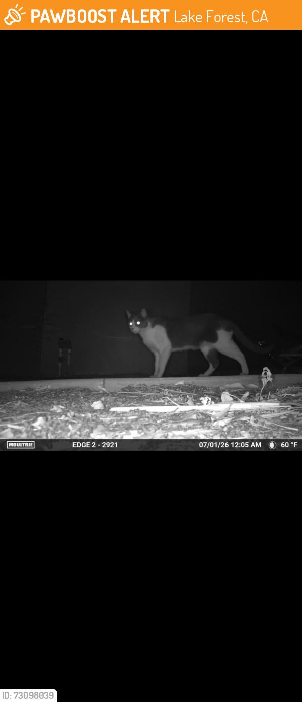 Found/Stray Unknown Cat last seen Lake Forest and Toledo, Lake Forest, CA 92630