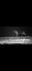 Found/Stray Unknown Cat last seen Lake Forest and Toledo, Lake Forest, CA 92630
