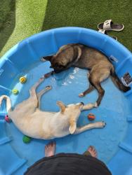 Reunited Unknown Dog last seen Tennessee and Roma, Albuquerque, NM 87108