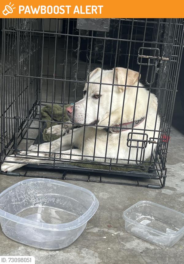 Found/Stray Male Dog last seen Falls and Stillhouse Pl. Cumberland Cove TN, Cumberland County, TN 38574