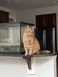 Lost Male Cat last seen Irish town road, Emmitsburg, MD 21727