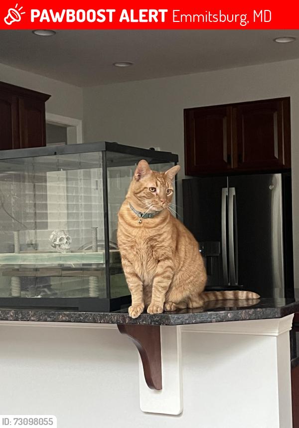 Lost Male Cat last seen Irish town road, Emmitsburg, MD 21727