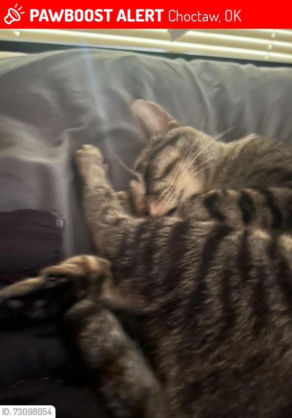 Lost Male Cat last seen Indian Mridian, Choctaw, OK 73020