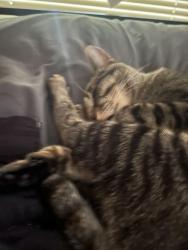 Lost Male Cat last seen Indian Mridian, Choctaw, OK 73020
