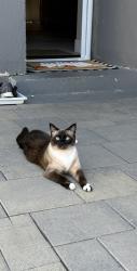 Lost Female Cat last seen Skyline Rd, Thousand Oaks, CA 91362