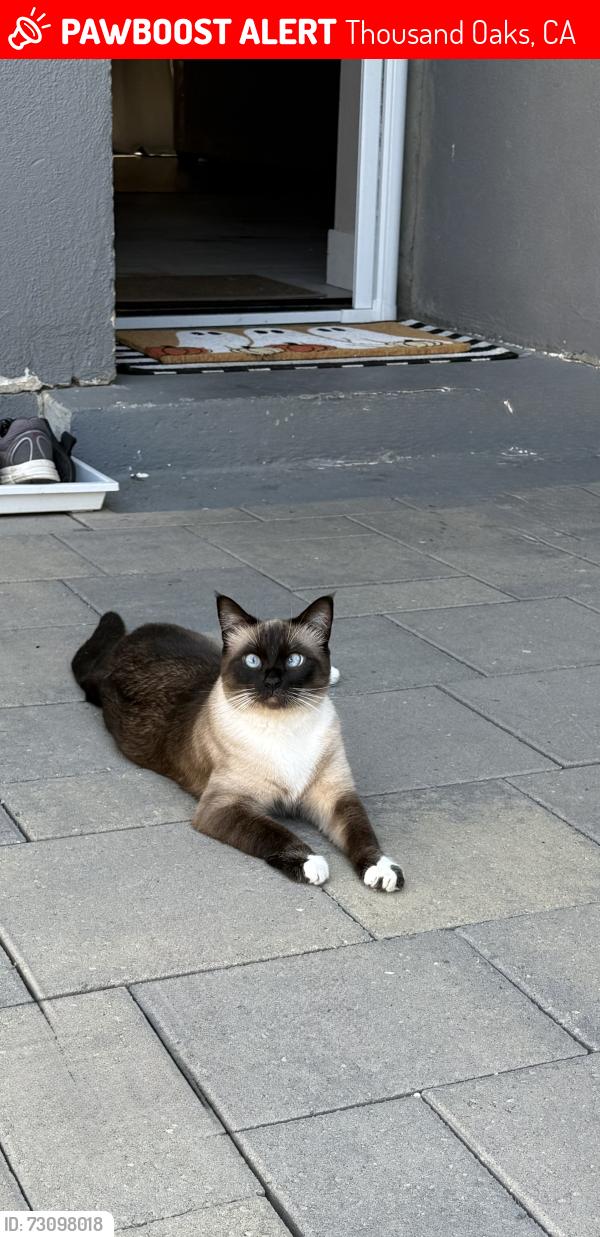 Lost Female Cat last seen Skyline Rd, Thousand Oaks, CA 91362