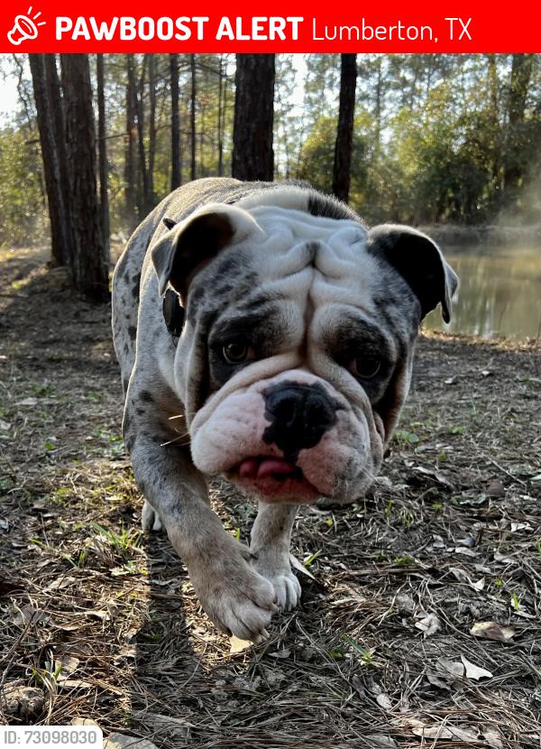 Lost Male Dog last seen Beaver Brook, Lumberton, TX 77657