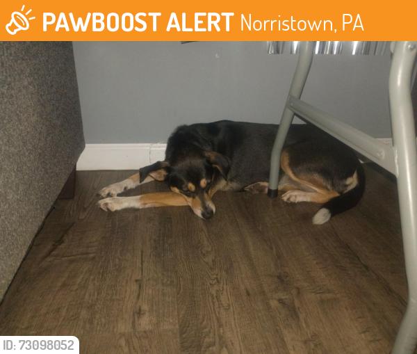 Found/Stray Unknown Dog last seen Noble st and Stanbridge st in Norristown, PA, Norristown, PA 19401
