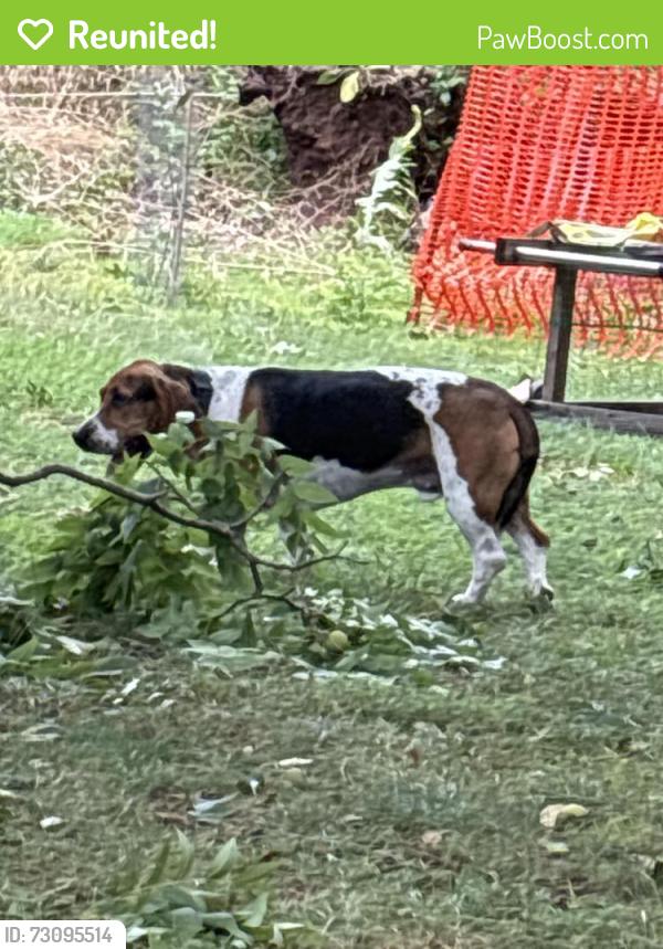 Reunited Male Dog last seen Lewisberry road, Lewisberry, PA 17339