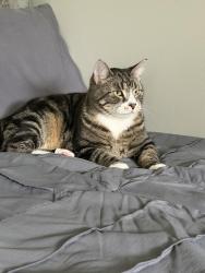 Lost Male Cat last seen Powell rd, Dayton, OH 45424