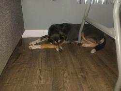 Found/Stray Unknown Dog last seen Noble st and Stanbridge st in Norristown, PA, Norristown, PA 19401