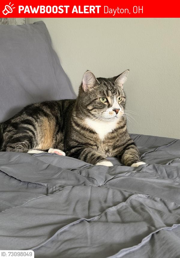 Lost Male Cat last seen Powell rd, Dayton, OH 45424
