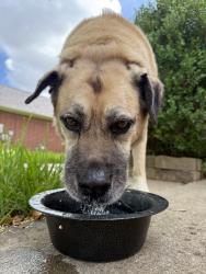 Found/Stray Female Dog last seen Lakecrest Forest Subdivision, Katy, TX 77493