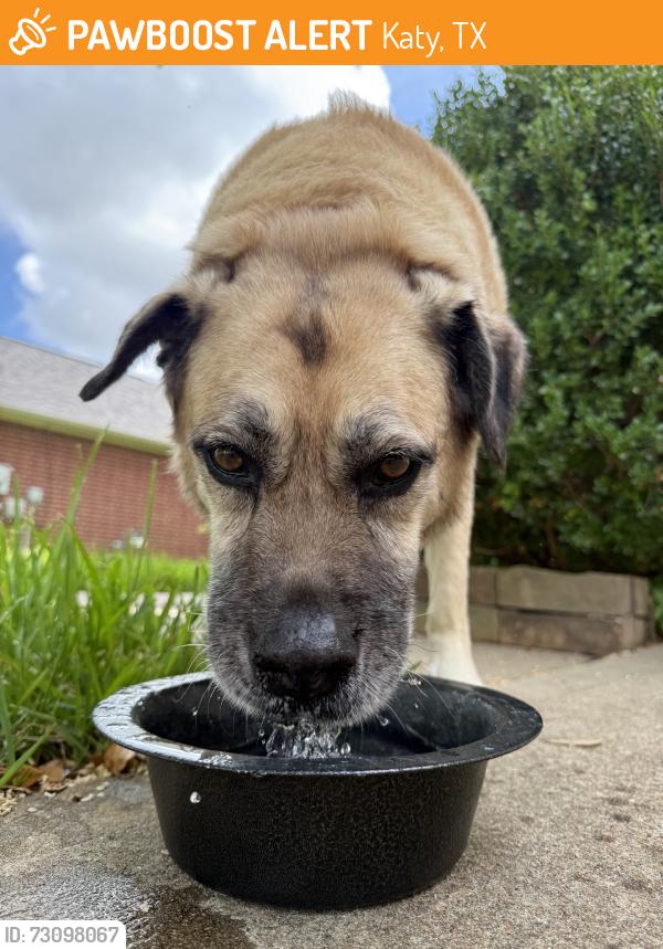 Found/Stray Female Dog last seen Lakecrest Forest Subdivision, Katy, TX 77493