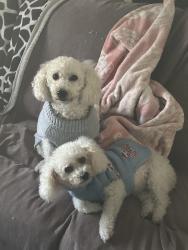 Lost Male Dog last seen Greenvallyst, Houston, TX 77064