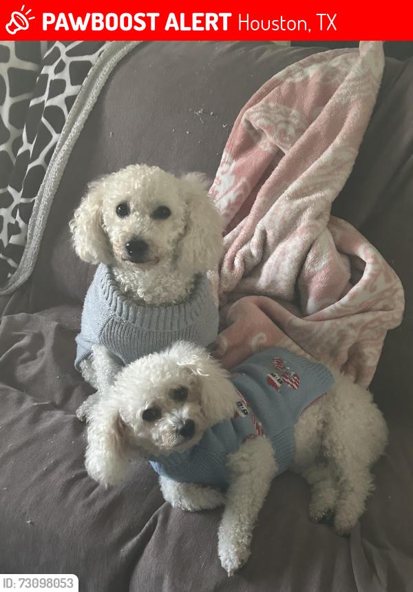 Lost Male Dog last seen Greenvallyst, Houston, TX 77064
