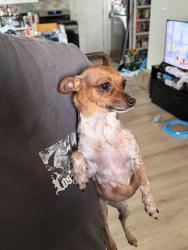 Reunited Female Dog last seen Huntington Ave and Biscayne Dr, Alexandria, VA 22303