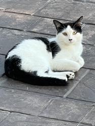 Found/Stray Female Cat last seen Staley between Kirby snd windsor, Champaign, IL 61820