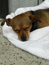 Found/Stray Male Dog last seen Rome athletic club, Rome, GA 30165