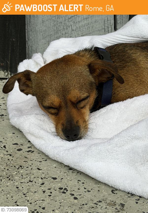 Found/Stray Male Dog last seen Rome athletic club, Rome, GA 30165