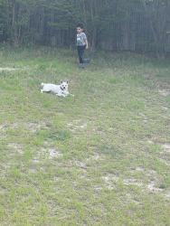Lost Female Dog last seen Near Berry Ridge circle, Columbia, SC 29229