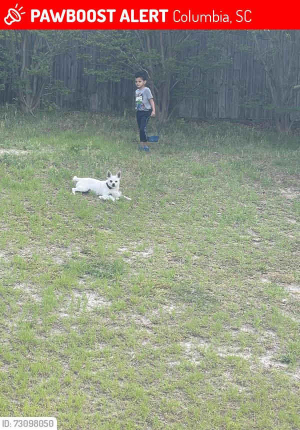 Lost Female Dog last seen Near Berry Ridge circle, Columbia, SC 29229