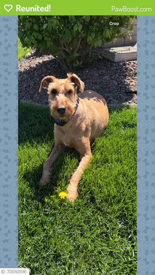 Reunited Male Dog last seen 108th  and 175th Orland Park il, Orland Park, IL 60467