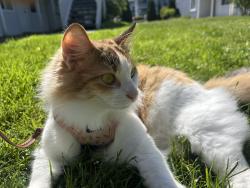 Reunited Female Cat last seen Near 32nd st, Bellingham, WA 98225