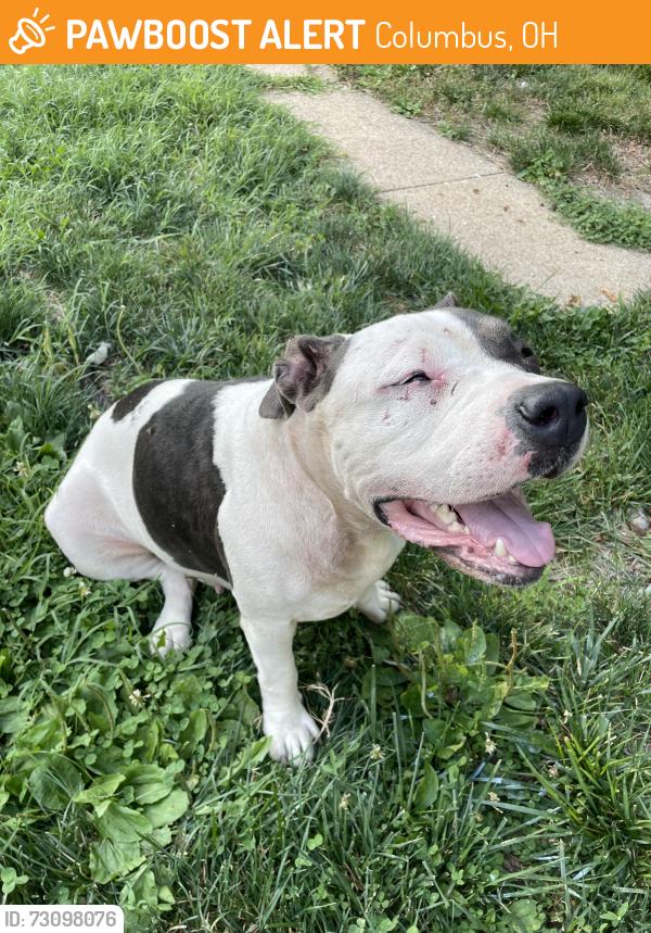 Found/Stray Female Dog last seen Maryland and Sunbury, Columbus, OH 43219