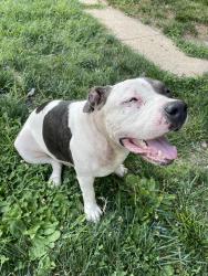 Found/Stray Female Dog last seen Maryland and Sunbury, Columbus, OH 43219