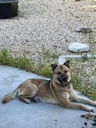 Lost Male Dog last seen Canyon vista dr and chase canyon, Colton, CA 92324