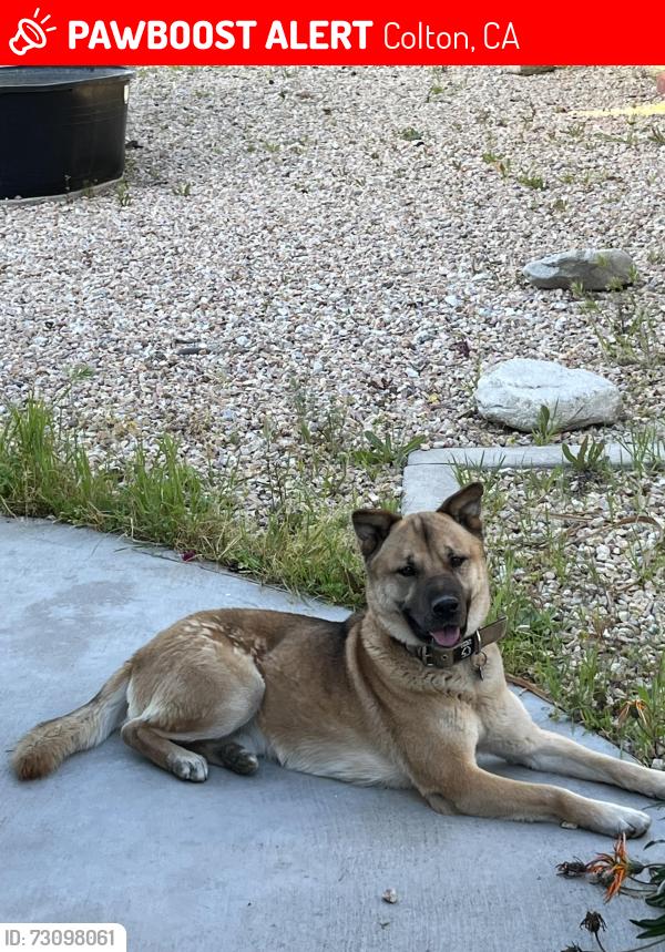 Lost Male Dog last seen Canyon vista dr and chase canyon, Colton, CA 92324