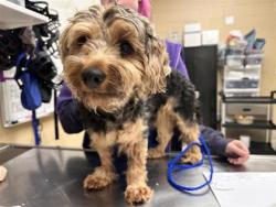 Shelter Stray Male Dog last seen WIlliams dr and i35, Williamson County, TX, 1855 SE Inner Loop, Georgetown, TX 78626, USA