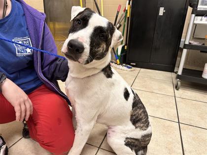 Shelter Stray Male Dog last seen Red Bud and Gattis School Rd-City of Round Rock, City of Round Rock, TX, 1855 SE Inner Loop, Georgetown, TX 78626, USA
