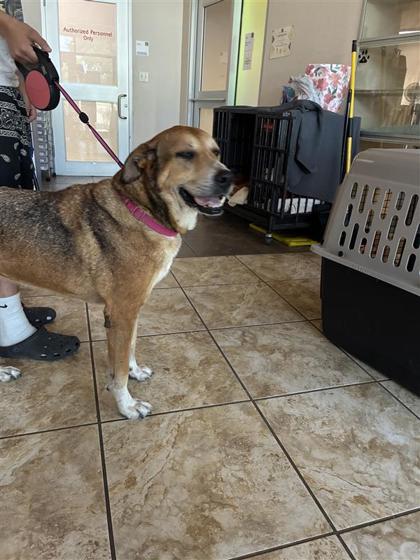 Shelter Stray Male Dog last seen Near blk Sheltie Cove, Williamson County, TX, 1855 SE Inner Loop, Georgetown, TX 78626, USA