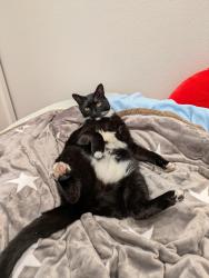 Lost Male Cat last seen N Bayview Ave and E Duane Ave Intersection, Sunnyvale, CA 94085