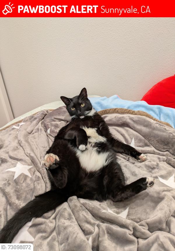 Lost Male Cat last seen N Bayview Ave and E Duane Ave Intersection, Sunnyvale, CA 94085
