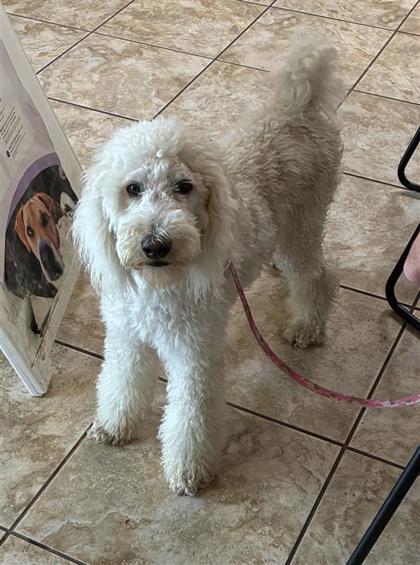 Shelter Stray Female Dog last seen Red Bud and Winding Way, Williamson County, TX, 1855 SE Inner Loop, Georgetown, TX 78626, USA
