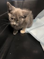 Shelter Stray Female Cat last seen Near E 17th St, Oakland, CA, 1101 29th Ave, Oakland, CA 94601, USA