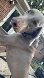 Reunited Male Dog last seen He was last seen around the Ann st exit, exit 3., Montgomery, AL 36109