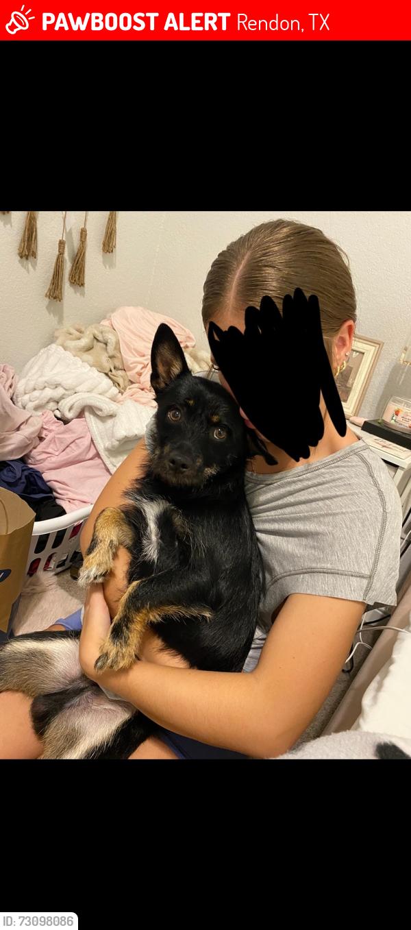 Lost Male Dog last seen Near new hope rd fort worth tx, Rendon, TX 76028