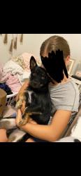 Lost Male Dog last seen Near new hope rd fort worth tx, Rendon, TX 76028
