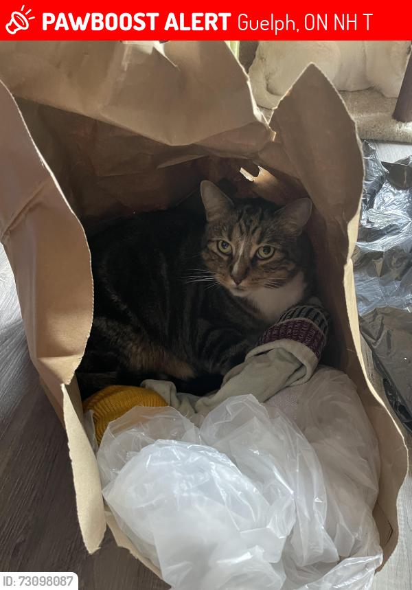 Lost Male Cat last seen Value Village, Guelph, ON N1H 3T4