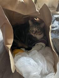 Lost Male Cat last seen Value Village, Guelph, ON N1H 3T4