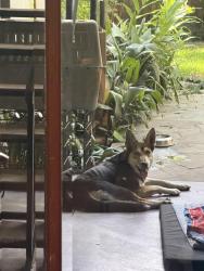 Found/Stray Male Dog last seen Ruver oaks park, Houston, TX 77027