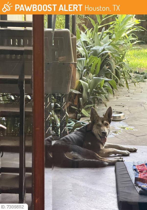 Found/Stray Male Dog last seen Ruver oaks park, Houston, TX 77027