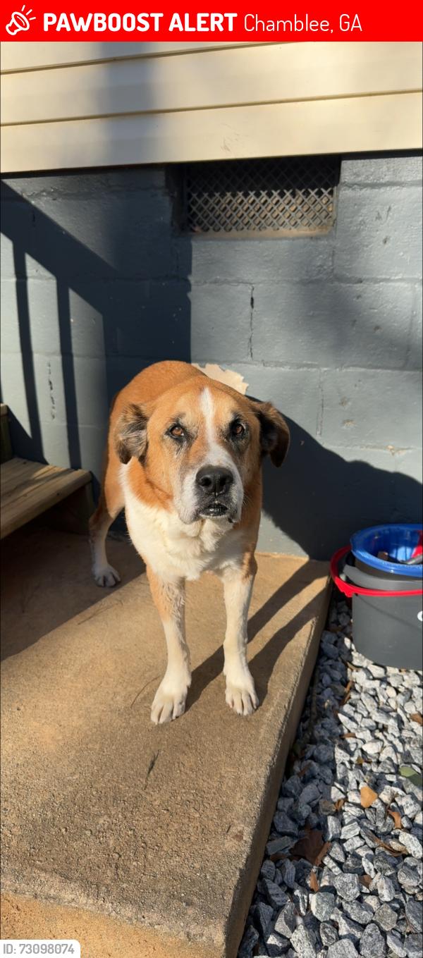 Lost Male Dog last seen Buford Hwy, Woodside Way Chamblee, Chamblee, GA 30341