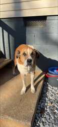 Lost Male Dog last seen Buford Hwy, Woodside Way Chamblee, Chamblee, GA 30341