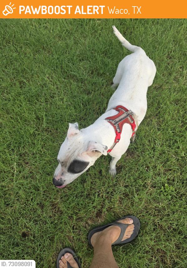 Found/Stray Female Dog last seen Park Lake and North 27th, Waco, TX 76708